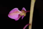 Scalloped milkwort